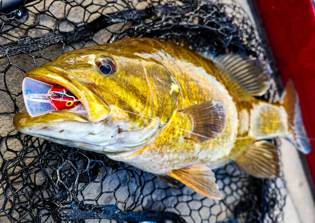 pre-spawn bass fishing