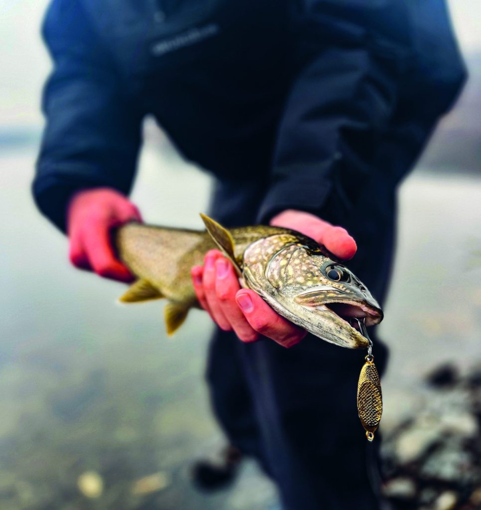 lake trout of Wachusett Reservoir