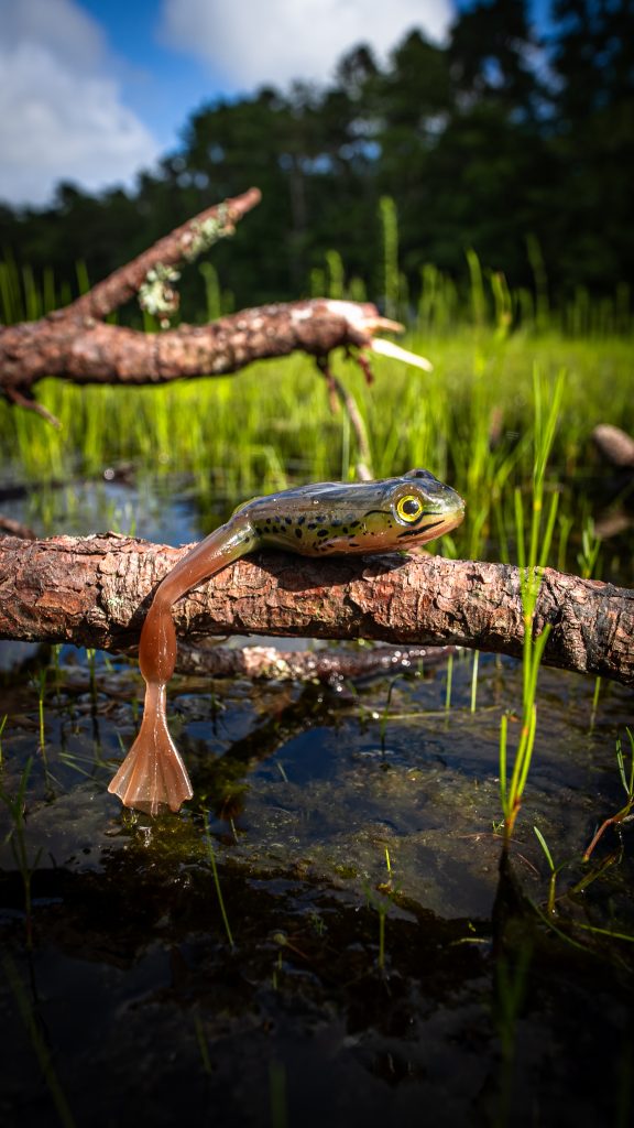 frog fishing for early summer bass