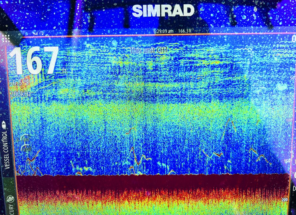 bluefin tuna calendar