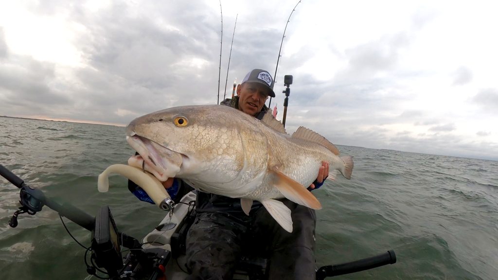 red drum in Chesapeake Bay