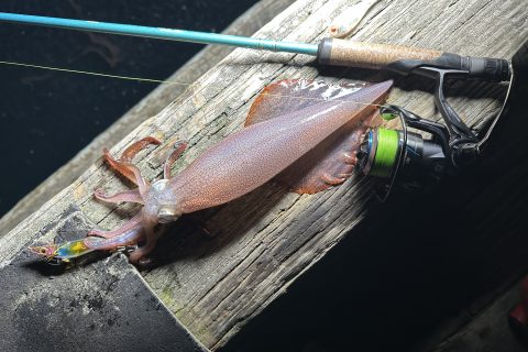 Best Squid Run in Years in Southern New England