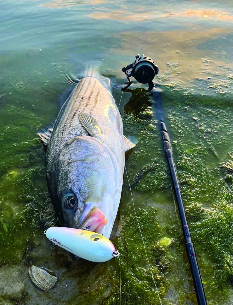 Essential Plugs for Stripers on Sand Beaches