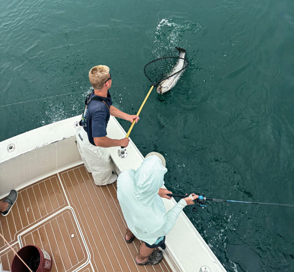 netting a spring striper off of Block island