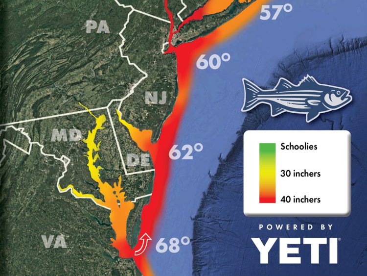 Striper Migration Map thumbnail 2025-05-16