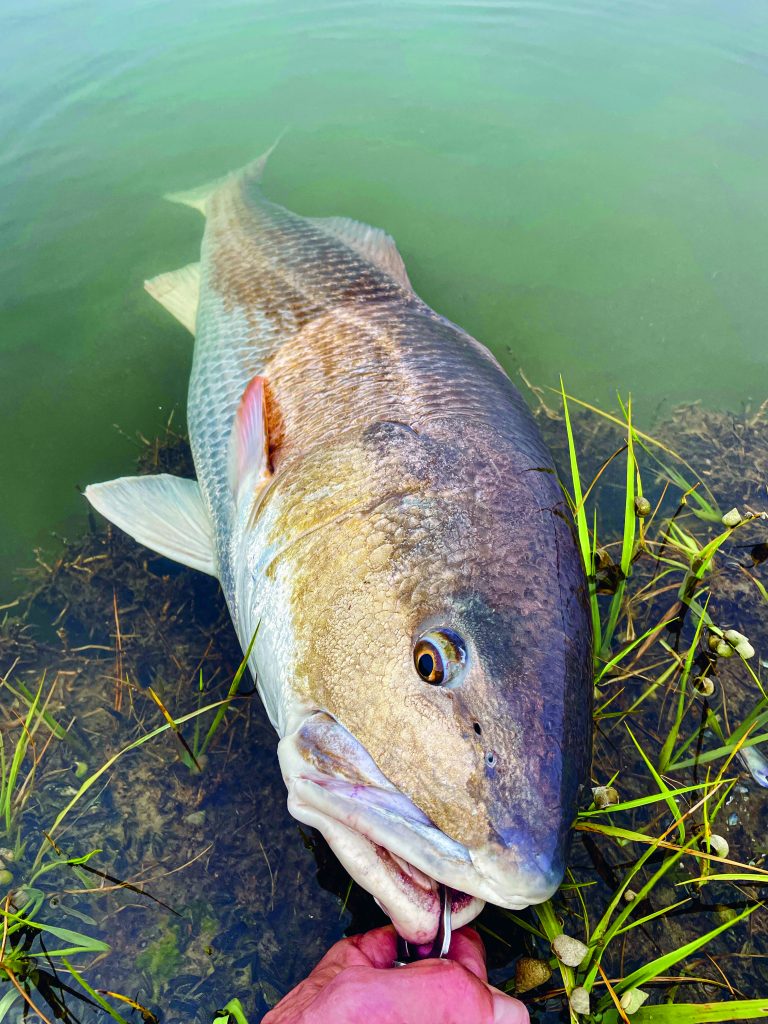 red drum in Chesapeake Bay