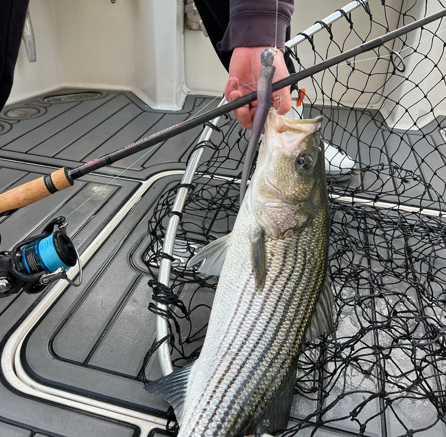striped bass on deck