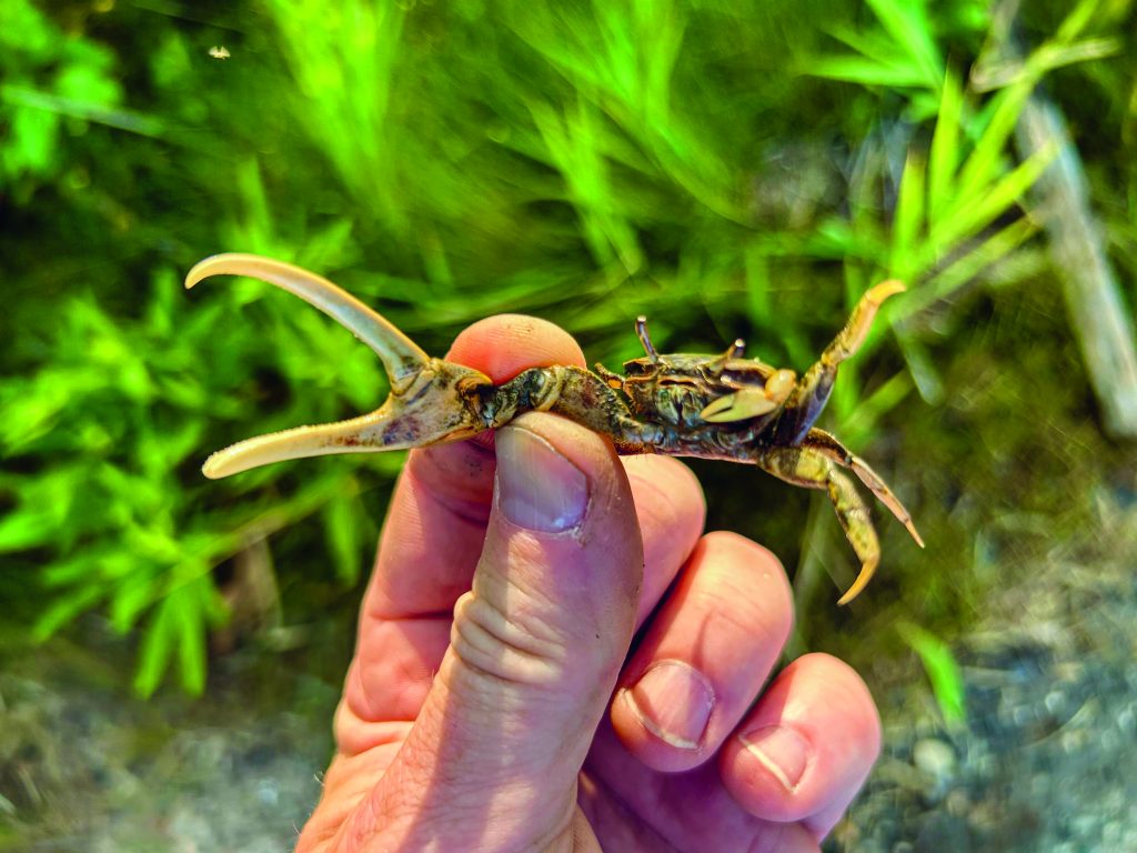 How to Catch Sheepshead