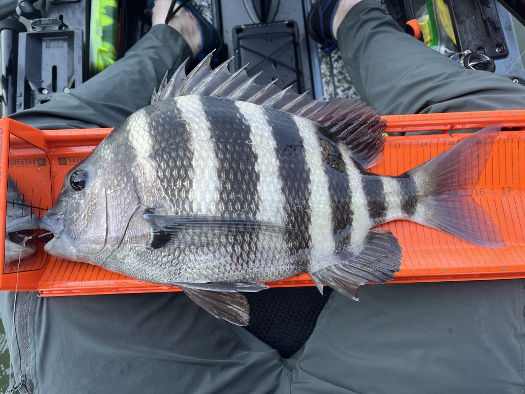 How to Catch Sheepshead