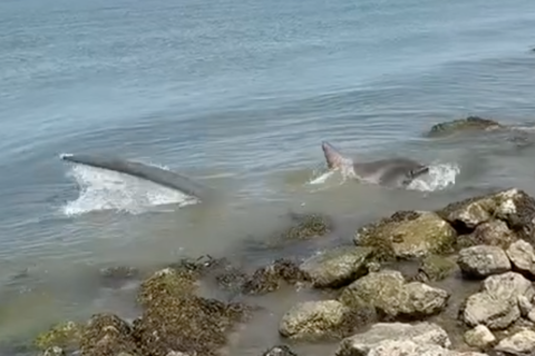 Thresher Shark Washes Up in Jones Inlet