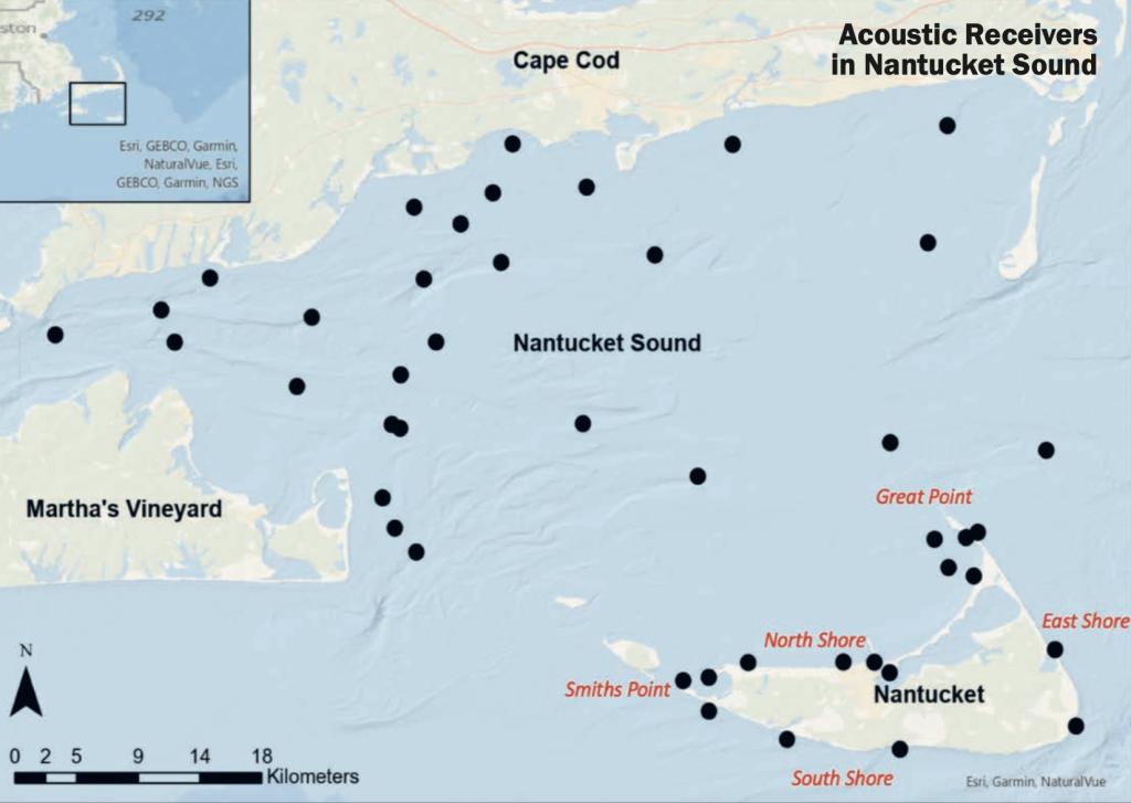 sandbar sharks of Nantucket