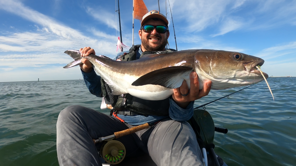 catching cobia by kayak