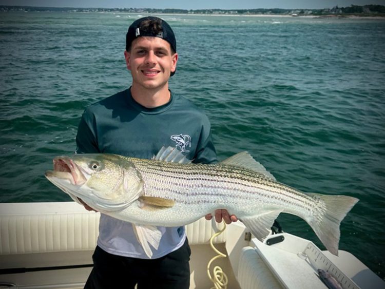 Cape Ann striped bass