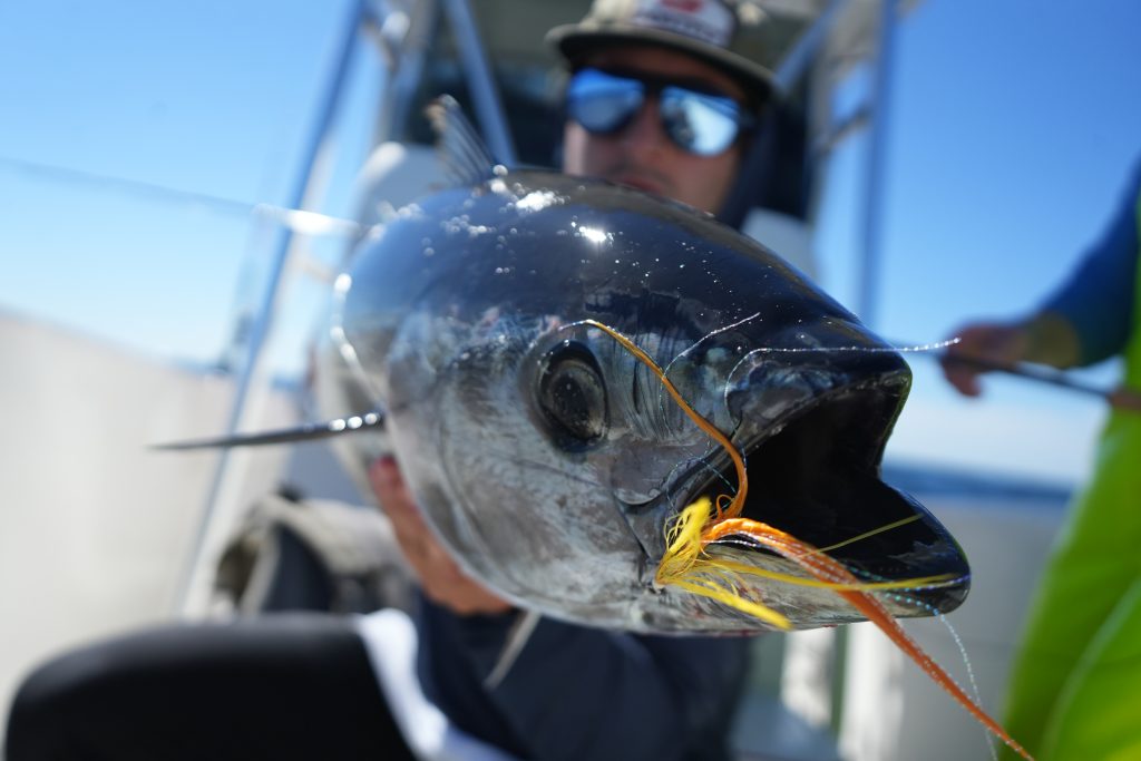 flies for bluefin tuna