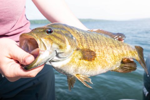 Three Techniques for Deep Summertime Smallmouth
