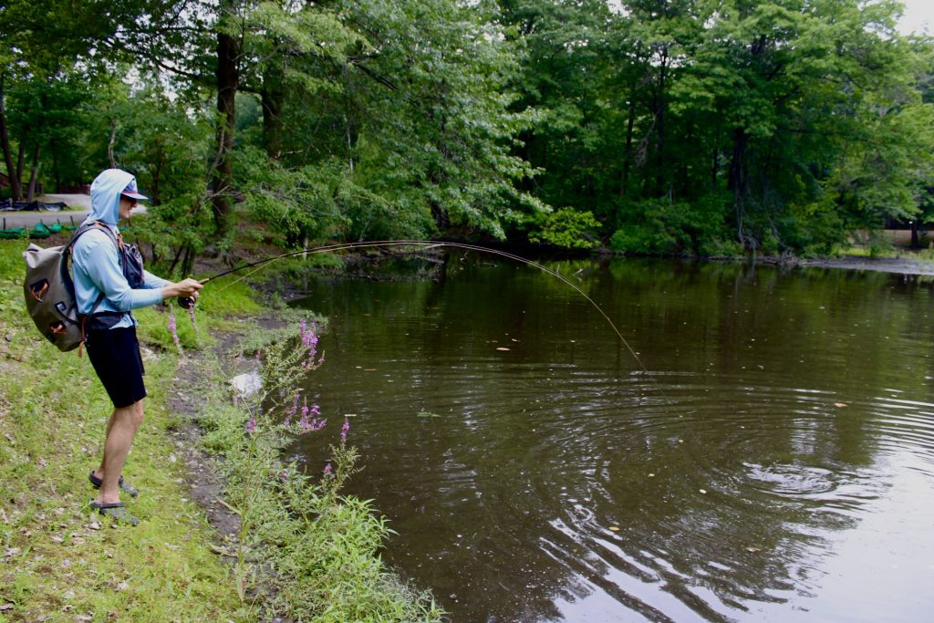fly fishing for carp in Boston