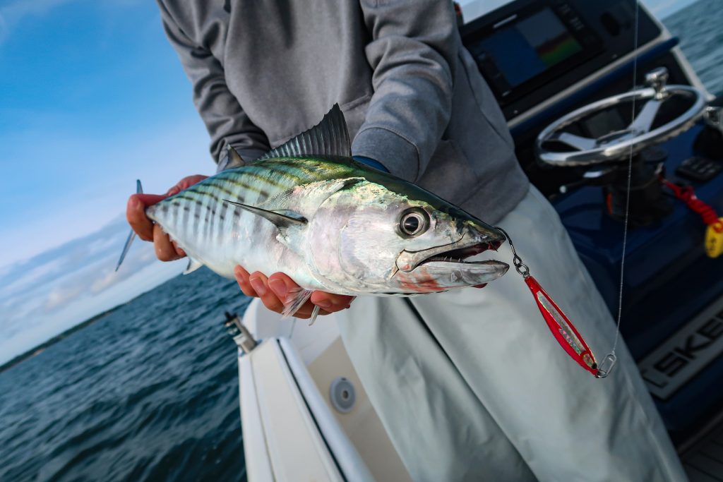 Atlantic bonito run of 2024