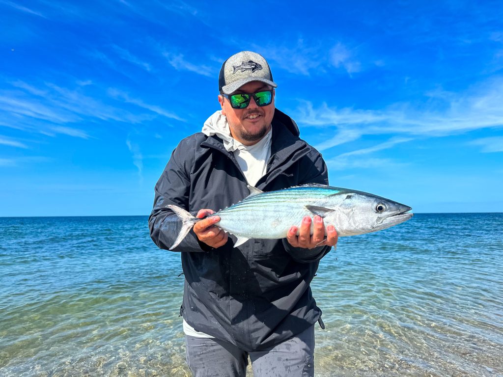 Atlantic bonito run of 2024