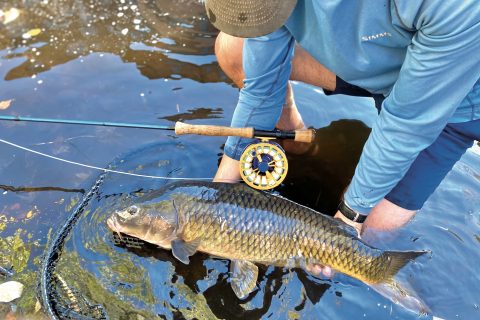 Fly Fishing for Carp in Boston