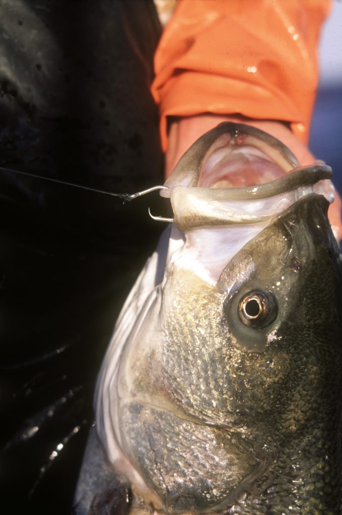 chunking for trophy stripers