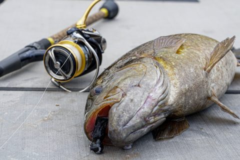 Downsize Your Baits for Fall Transition Smallmouth&nbsp;