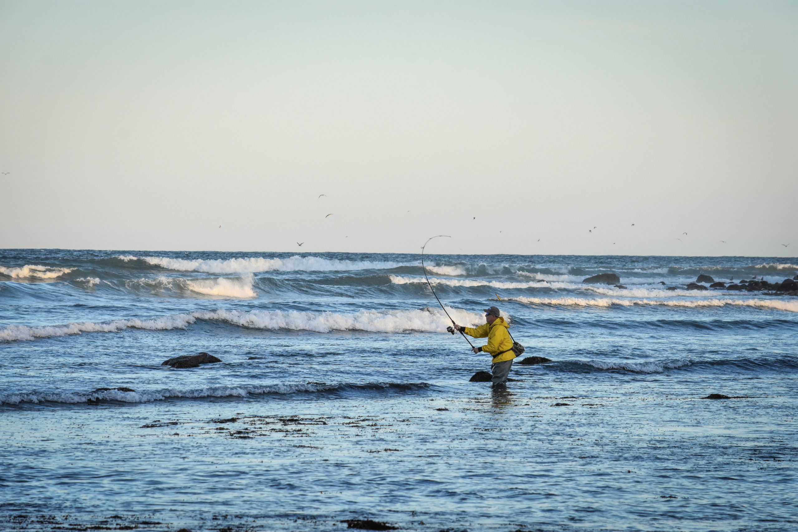 Montauk fall run