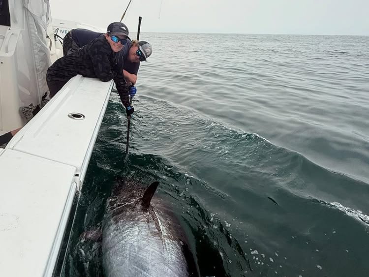 Reel Rough Sport Fishing with C&R bluefin on the fly