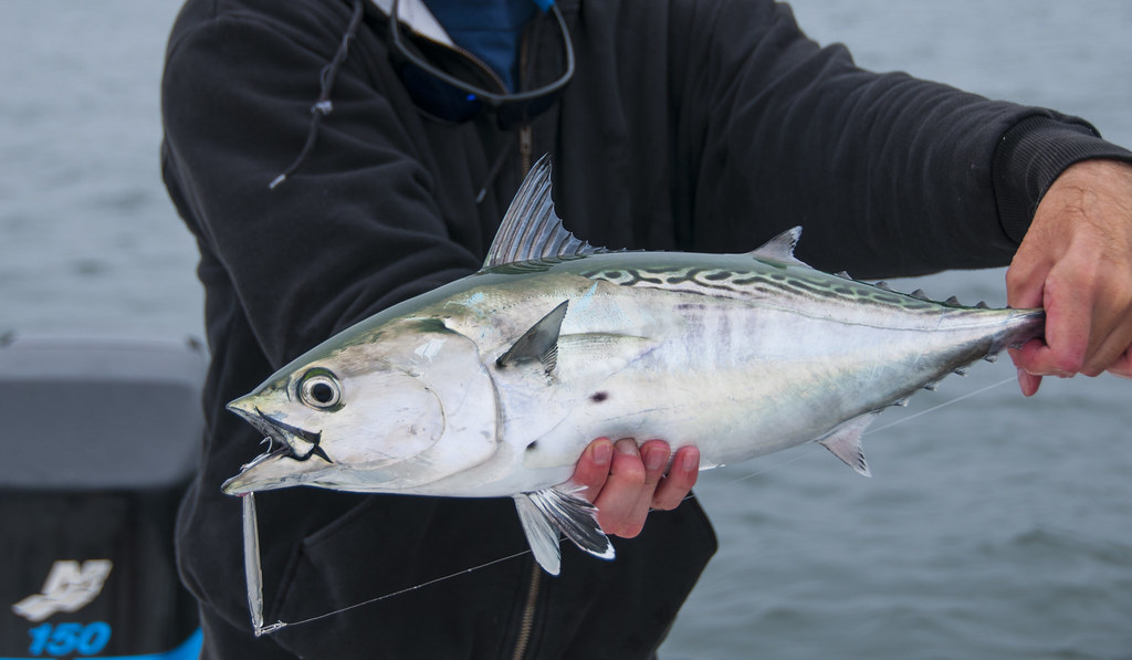 albies on epoxy jigs