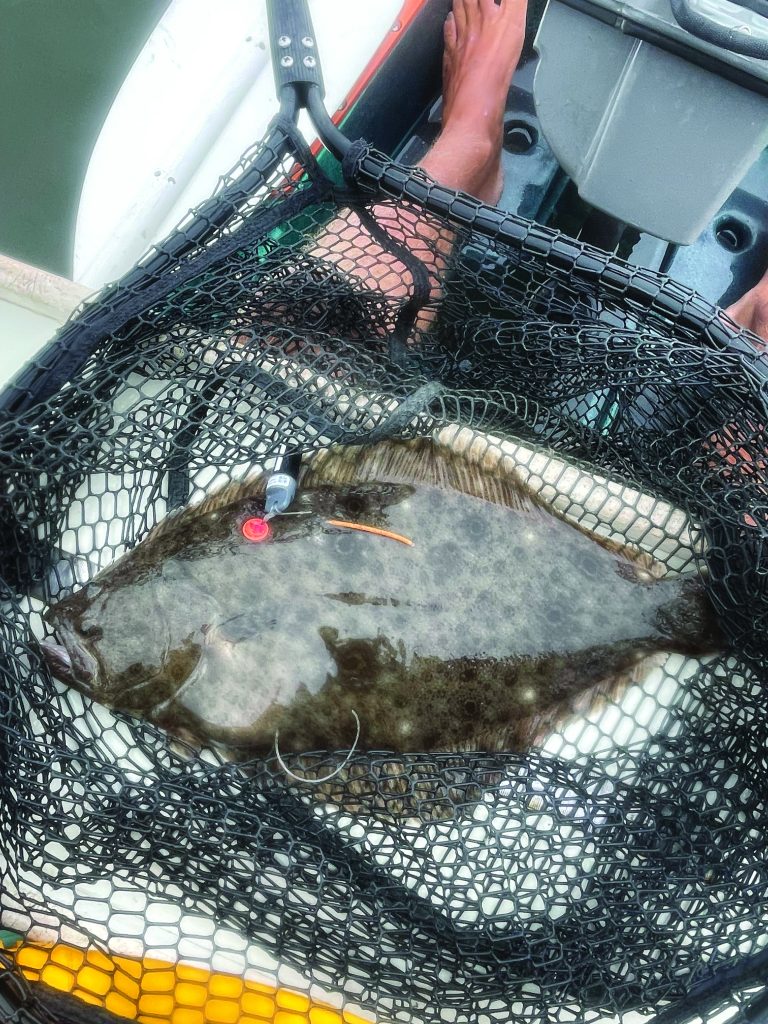 tagging fluke with acoustic transmitters