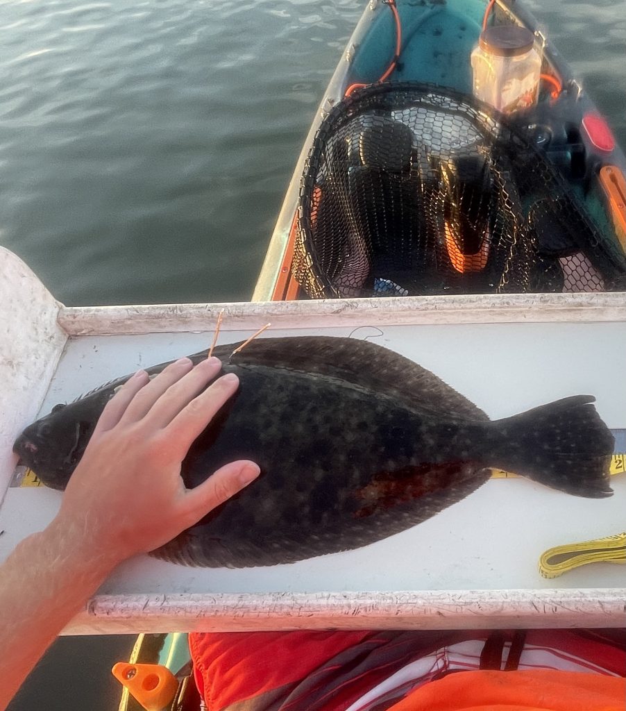tagging fluke with T-bar tags