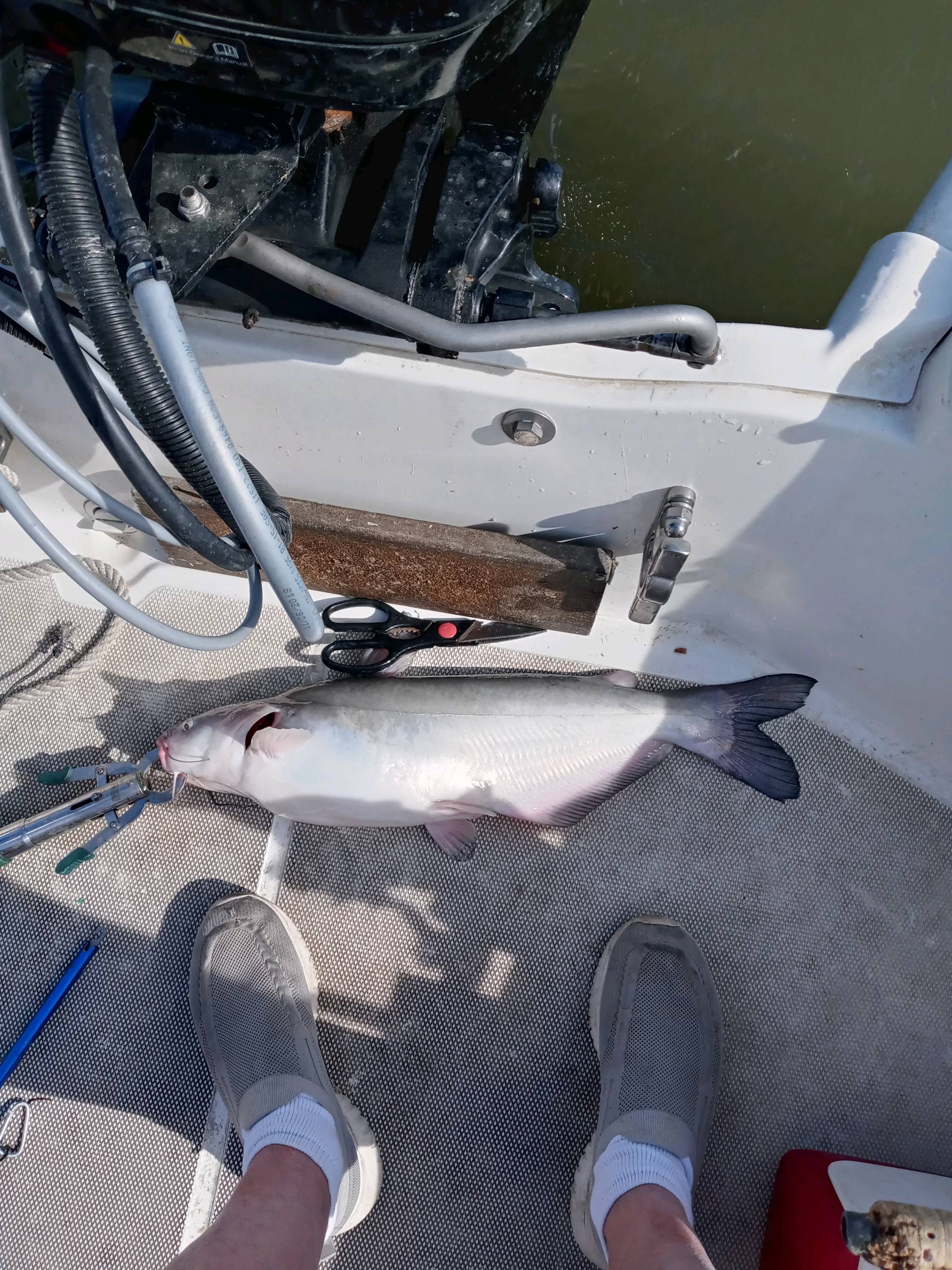 Invasive Blue Catfish in the Delaware River