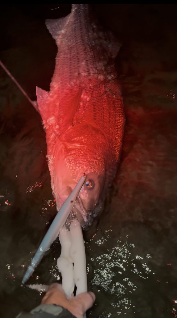 High Hook Dinner Catcher needlefish