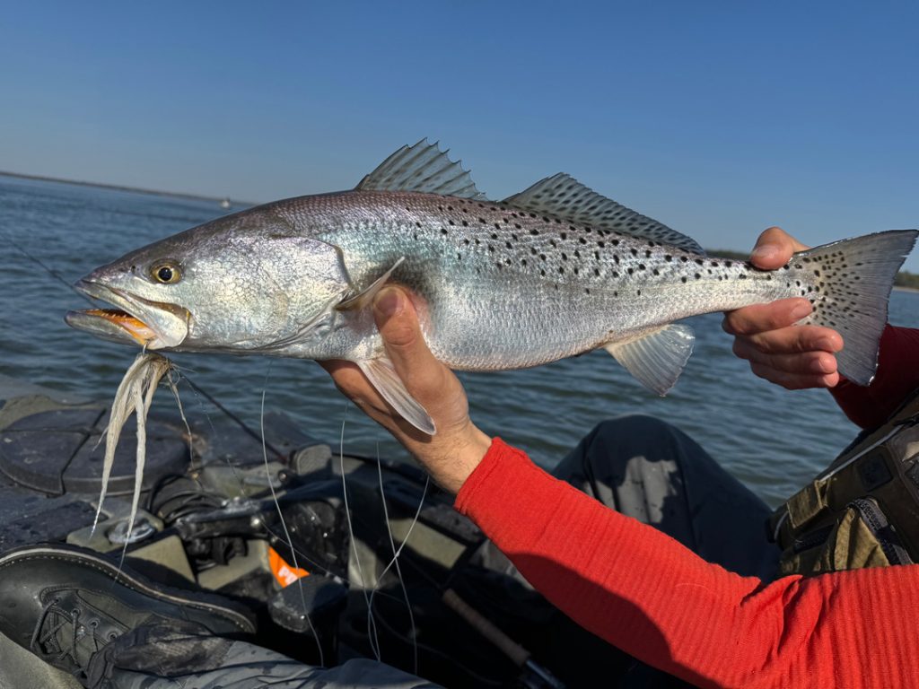 speckled trout caught from a kayak