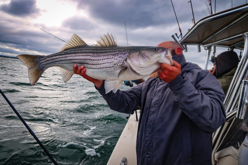 Mid- to late May striped bass