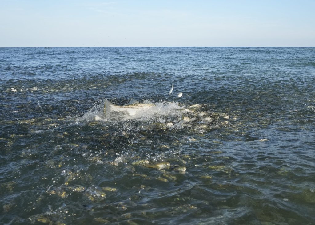 NJ striped bass blitz by Tom Lynch