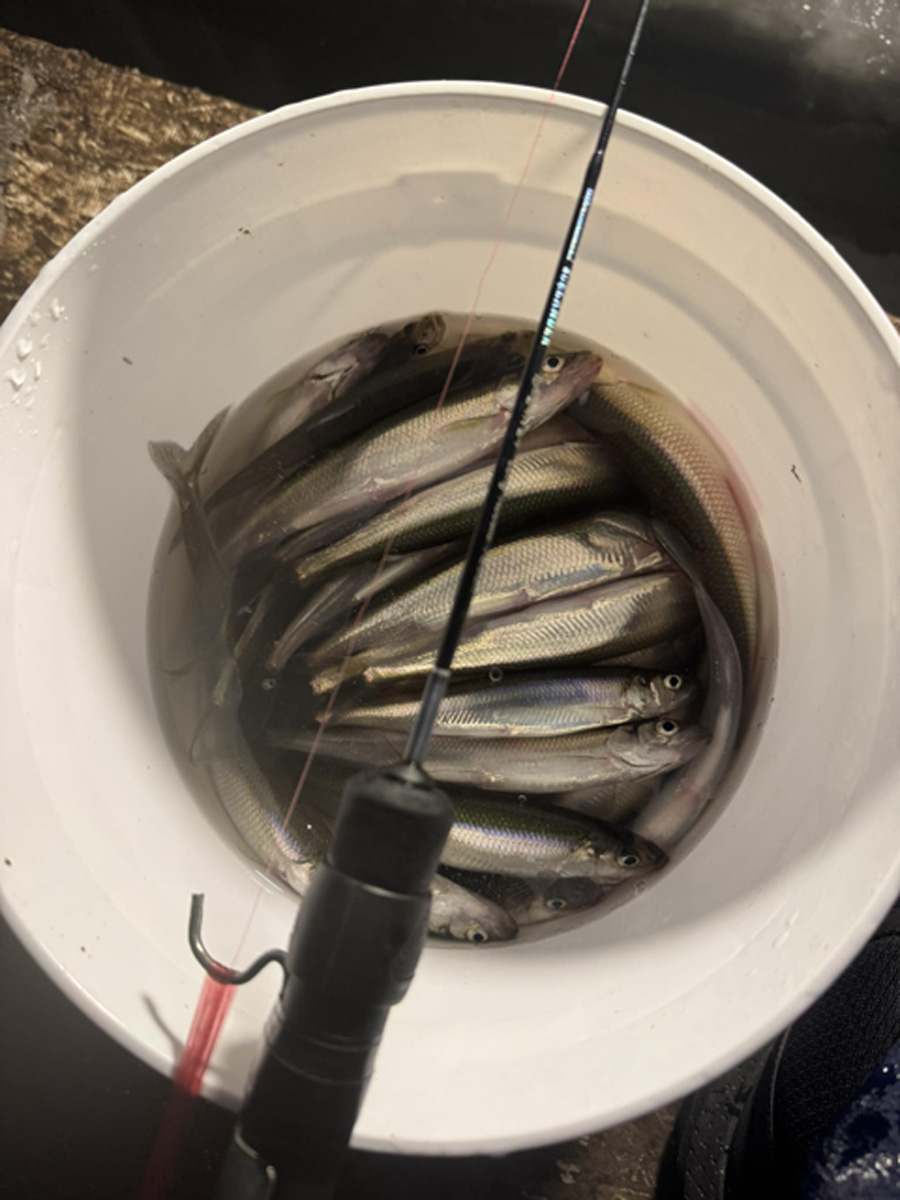 bucket of smelt