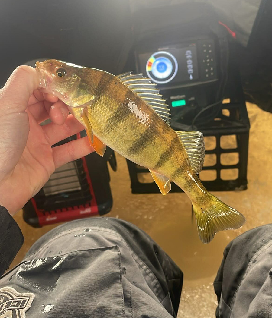Matt Vogt's yellow perch