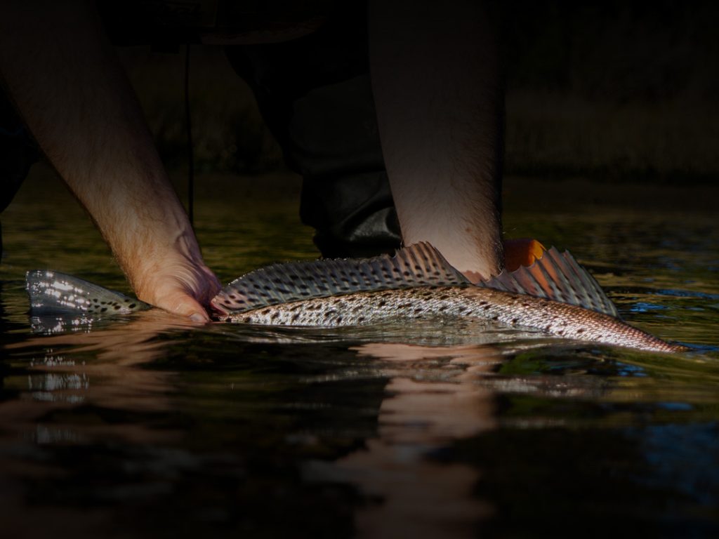 speckled trout release