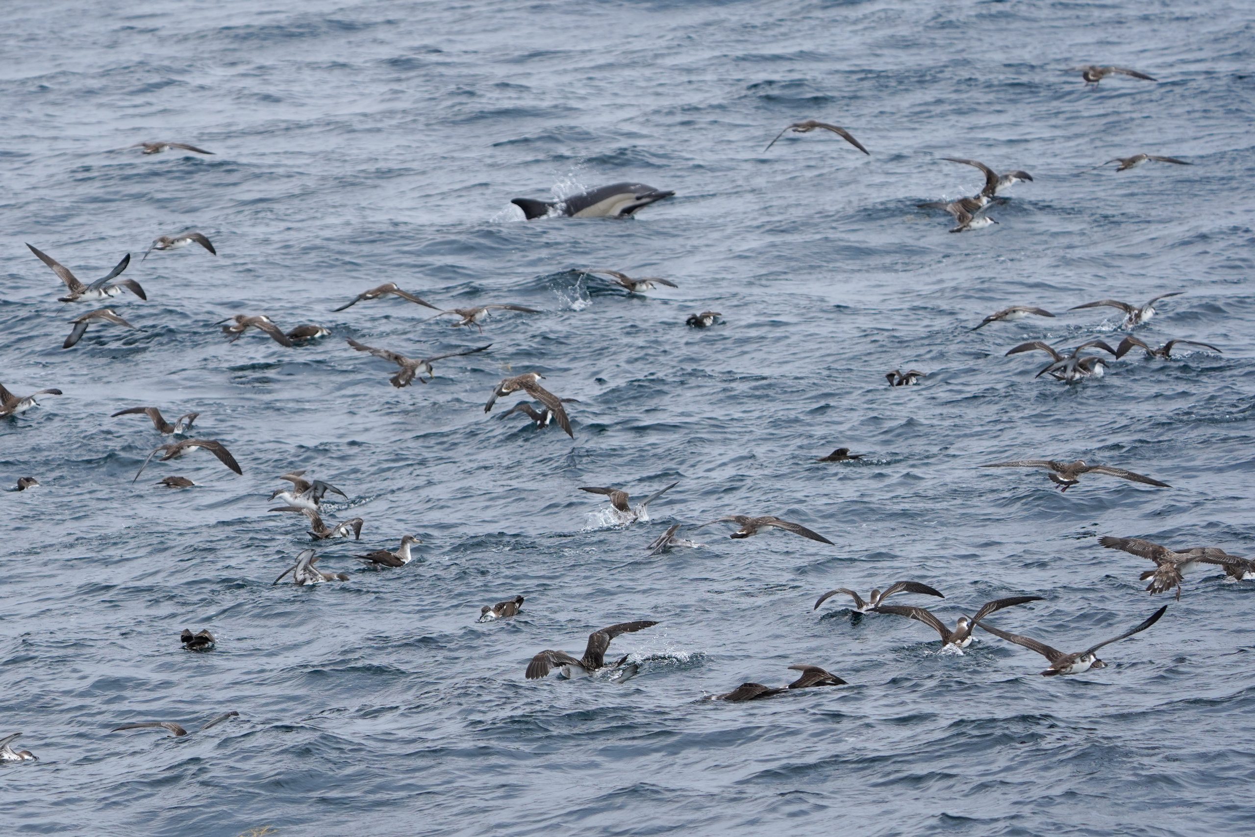 The Angler&rsquo;s Guide to Seabirds