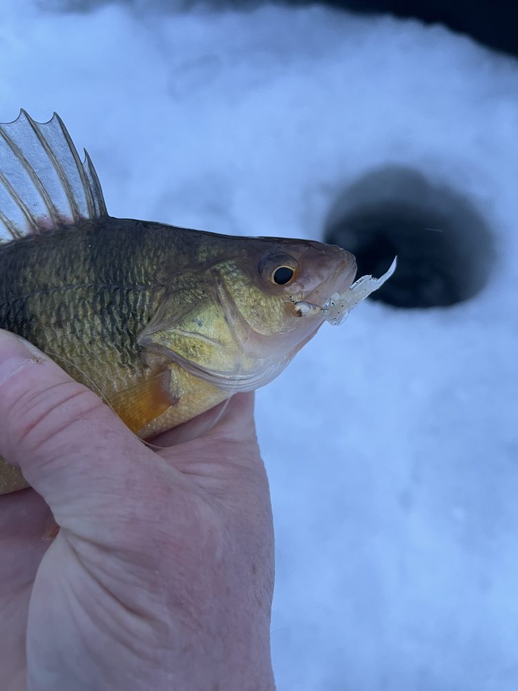 yellow perch ice jig