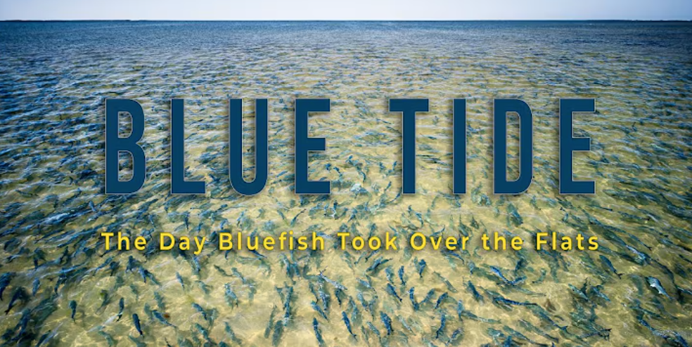 WATCH: Thousands of Big Bluefish Invade Long Island&rsquo;s Back Bays