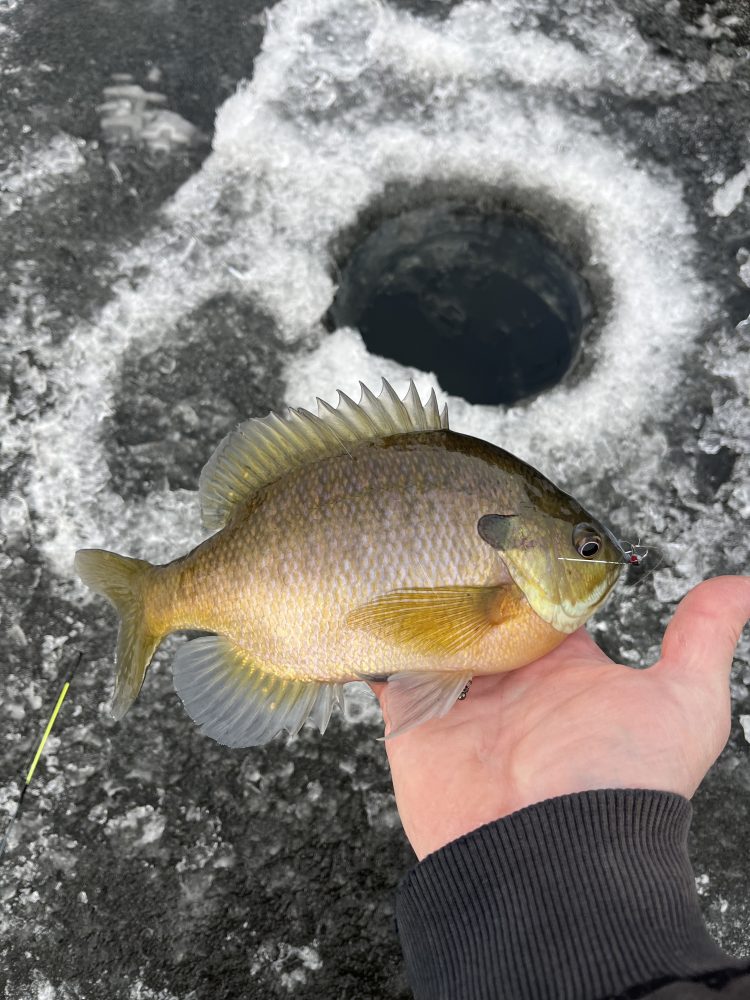 ice fishing bluegill