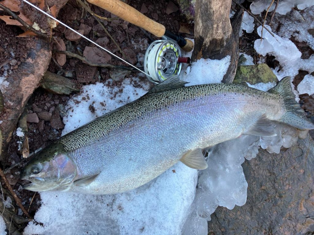 steelhead