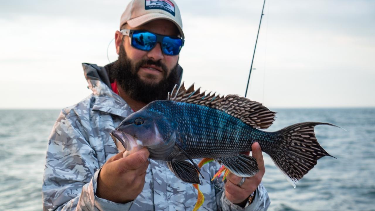 Black Sea Bass Limits Just Increased: Here’s What Your State Gets in 2026