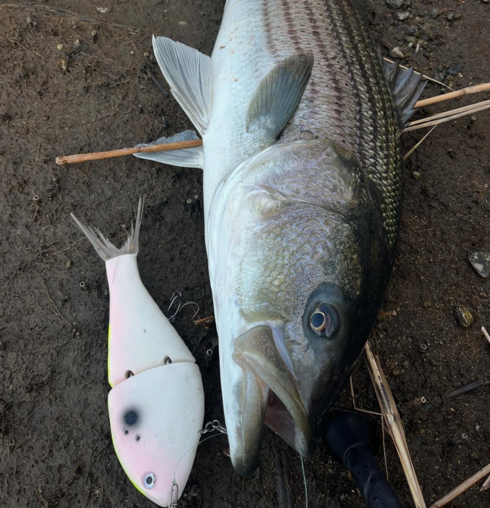 striper glide bait - Carroll's Custom Phat Boy