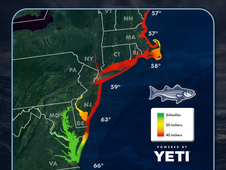 Striper Migration Map