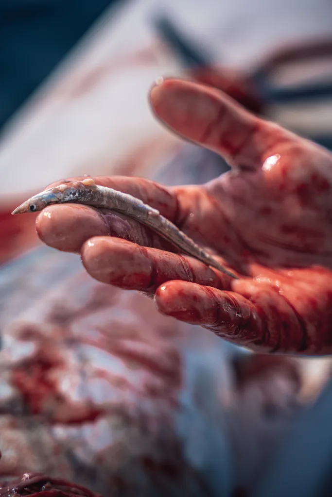 sand eels in the stomach of a bluefin tuna at tuna ridge