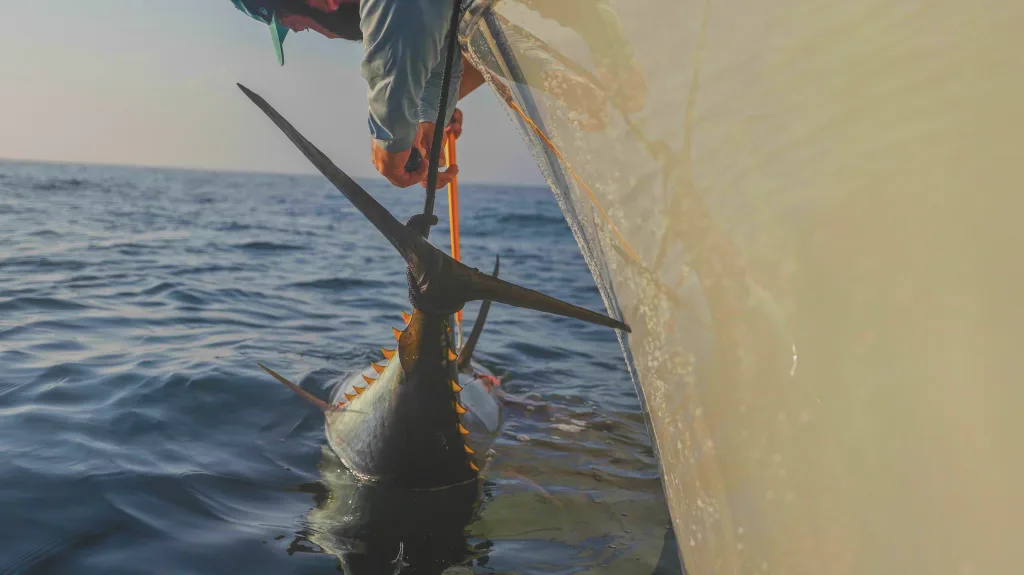 tail-wrapping a bluefin tuna at tuna ridge
