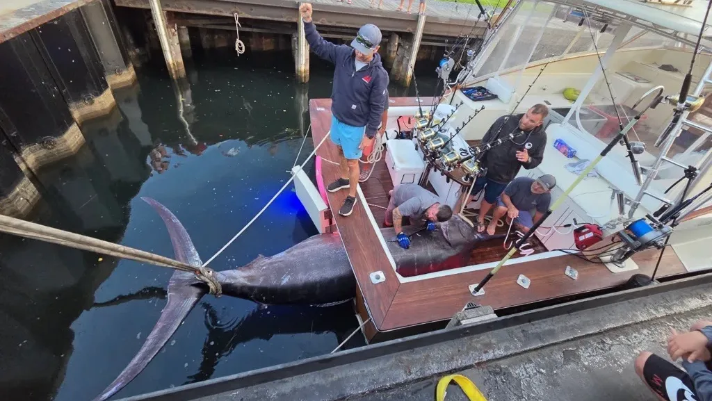 Crew members and a crane operator work together to lift the 1,260-pound blue marlin out of the boat's tuna door