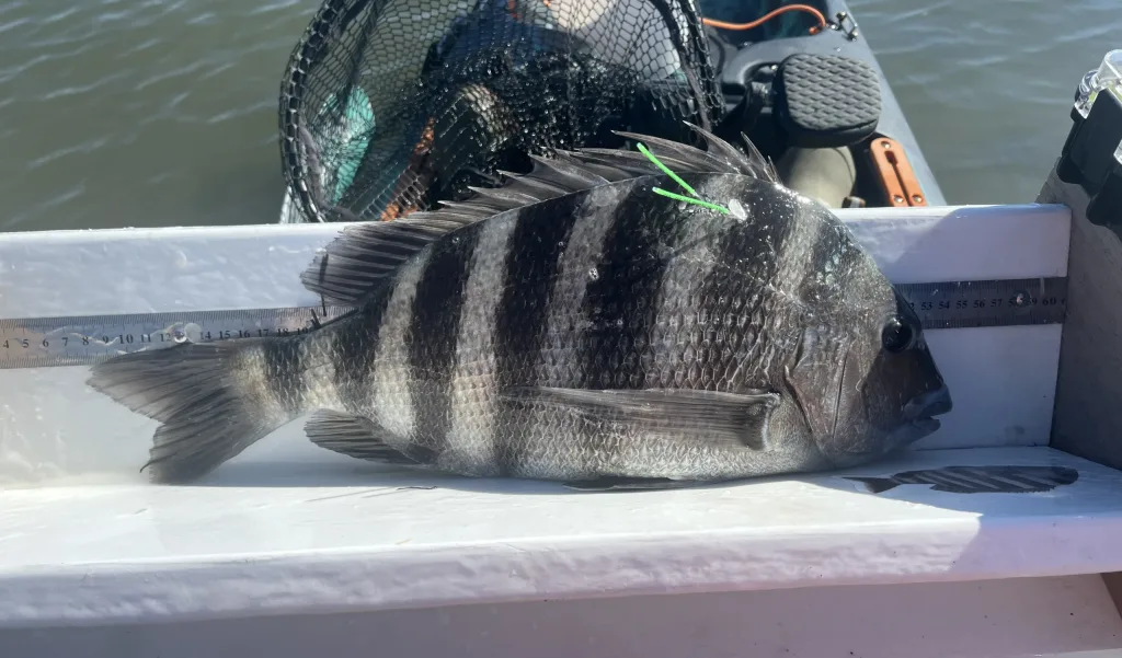 Tracking the Sheepshead Migration in New Jersey